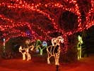 zoolights_SX50_IMG_3149_s.jpg