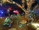 zoolights_SX50_IMG_3158_s.jpg