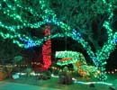 zoolights_SX50_IMG_3163_s.jpg