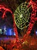 zoolights_SX50_IMG_3166_s.jpg