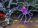 zoolights_SX50_IMG_3168_s.jpg