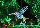 zoolights_SX50_IMG_3175_s.jpg