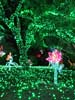 zoolights_SX50_IMG_3176_s.jpg