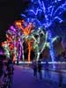 zoolights_SX50_IMG_3197_s.jpg