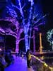 zoolights_SX50_IMG_3214_s.jpg