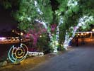 zoolights_SX50_IMG_3228_s.jpg