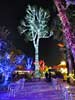 zoolights_SX50_IMG_3230_s.jpg