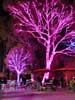 zoolights_SX50_IMG_3234_s.jpg