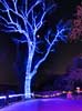 zoolights_SX50_IMG_3237_s.jpg