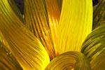 [color_chihuly2_IMG_101_1615_s.jpg]