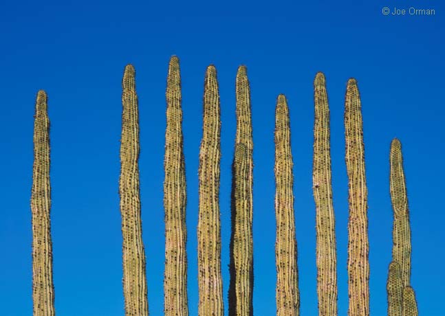 [color_organpipe1.jpg]