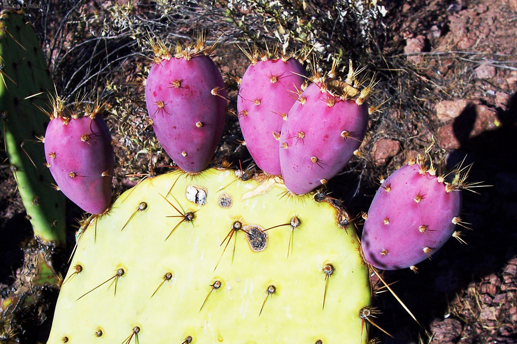 [color_pricklypear1.jpg]