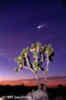 hale-bopp_970405_35a_s.jpg