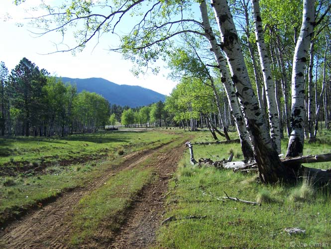 [landscapes_aspens1.jpg]