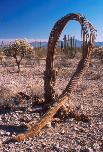 [landscapes_organpipe2.jpg]