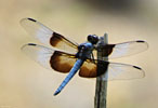 SX50_IMG_21218_med_s.jpg