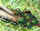wildlife_beetles1_s.jpg