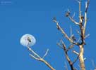 wildlife_birds1_s.jpg