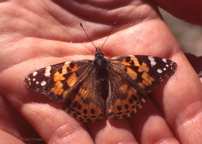 [wildlife_butterfly1.jpg]
