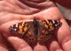wildlife_butterfly1_s.jpg