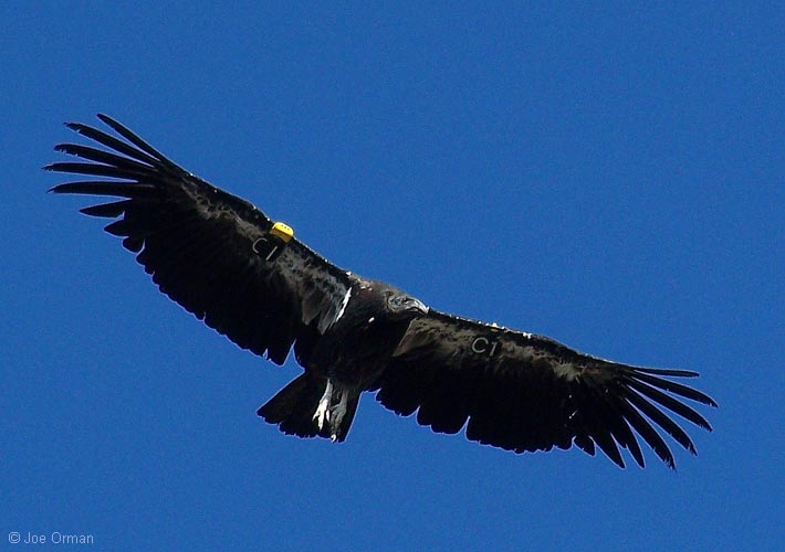[wildlife_condor1.jpg]