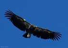 wildlife_condor1_s.jpg