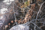 wildlife_gilamonster1_s.jpg