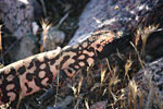 wildlife_gilamonster2_s.jpg
