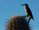wildlife_gilawoodpecker1a_s.jpg