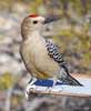 wildlife_gilawoodpecker1b_s.jpg