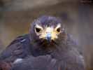 wildlife_hawk1_s.jpg
