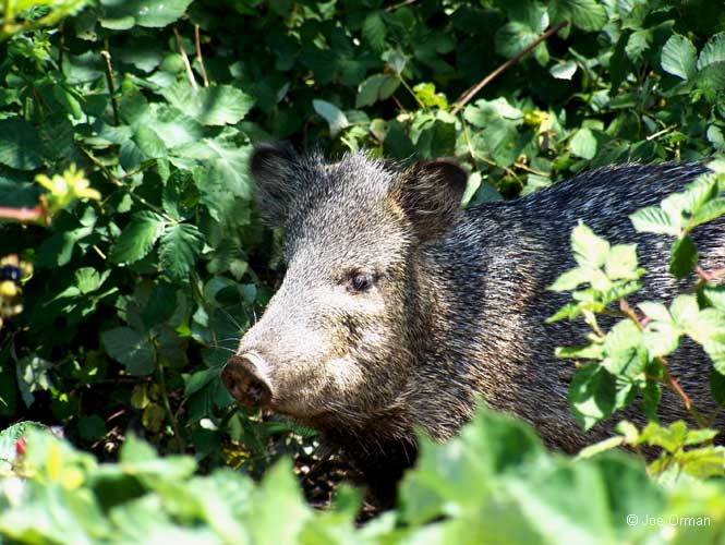 [wildlife_javelina1.jpg]