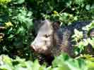 wildlife_javelina1_s.jpg