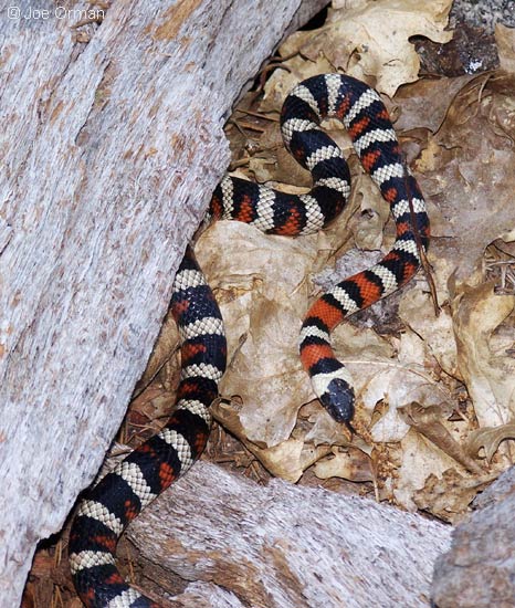 [wildlife_kingsnake1.jpg]