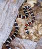 wildlife_kingsnake1_s.jpg