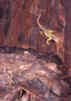 wildlife_lizard1_s.jpg