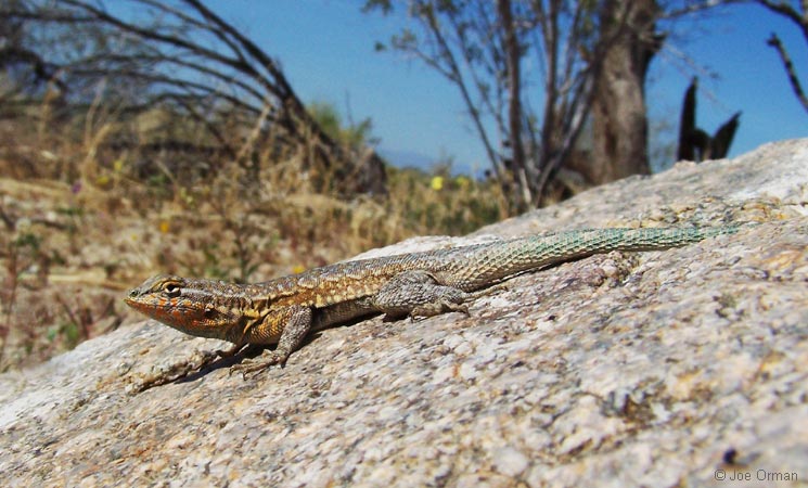 [wildlife_lizard3.jpg]