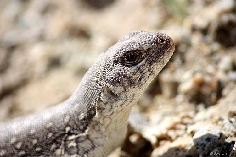[wildlife_lizard4b.jpg]