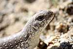 wildlife_lizard4b_s.jpg