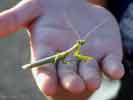wildlife_mantis1_s.jpg