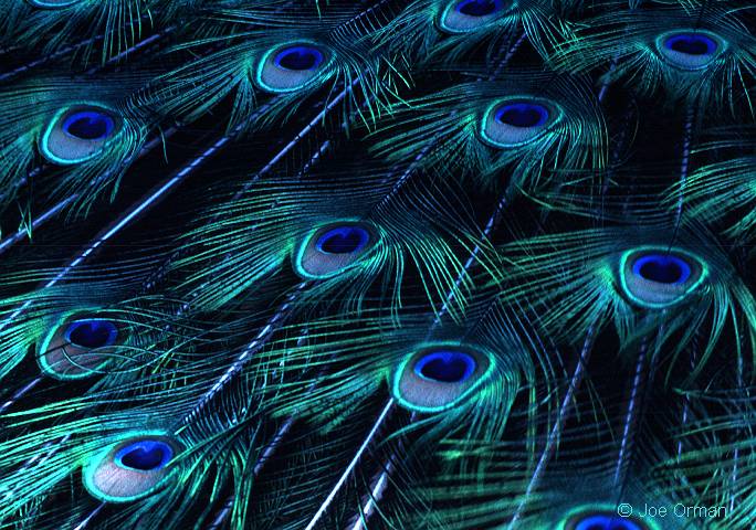 [wildlife_peacock1.jpg]