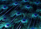 wildlife_peacock1_s.jpg
