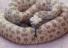 wildlife_rattlesnake1_s.jpg