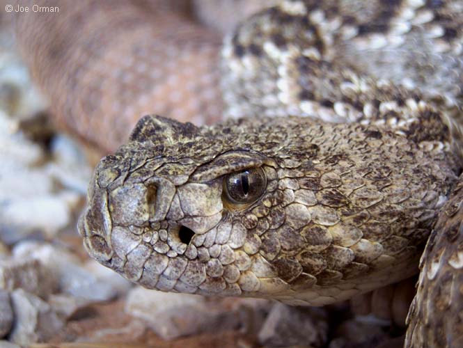[wildlife_rattlesnake3.jpg]