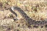 wildlife_rattlesnake4_s.jpg