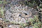 wildlife_rattlesnake5_s.jpg