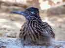 wildlife_roadrunner1_s.jpg