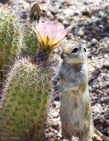 [wildlife_squirrel1.jpg]