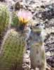 wildlife_squirrel1_s.jpg