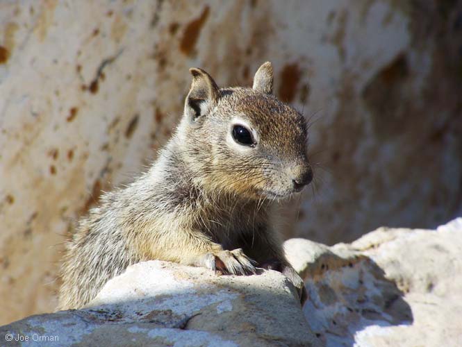 [wildlife_squirrel2.jpg]